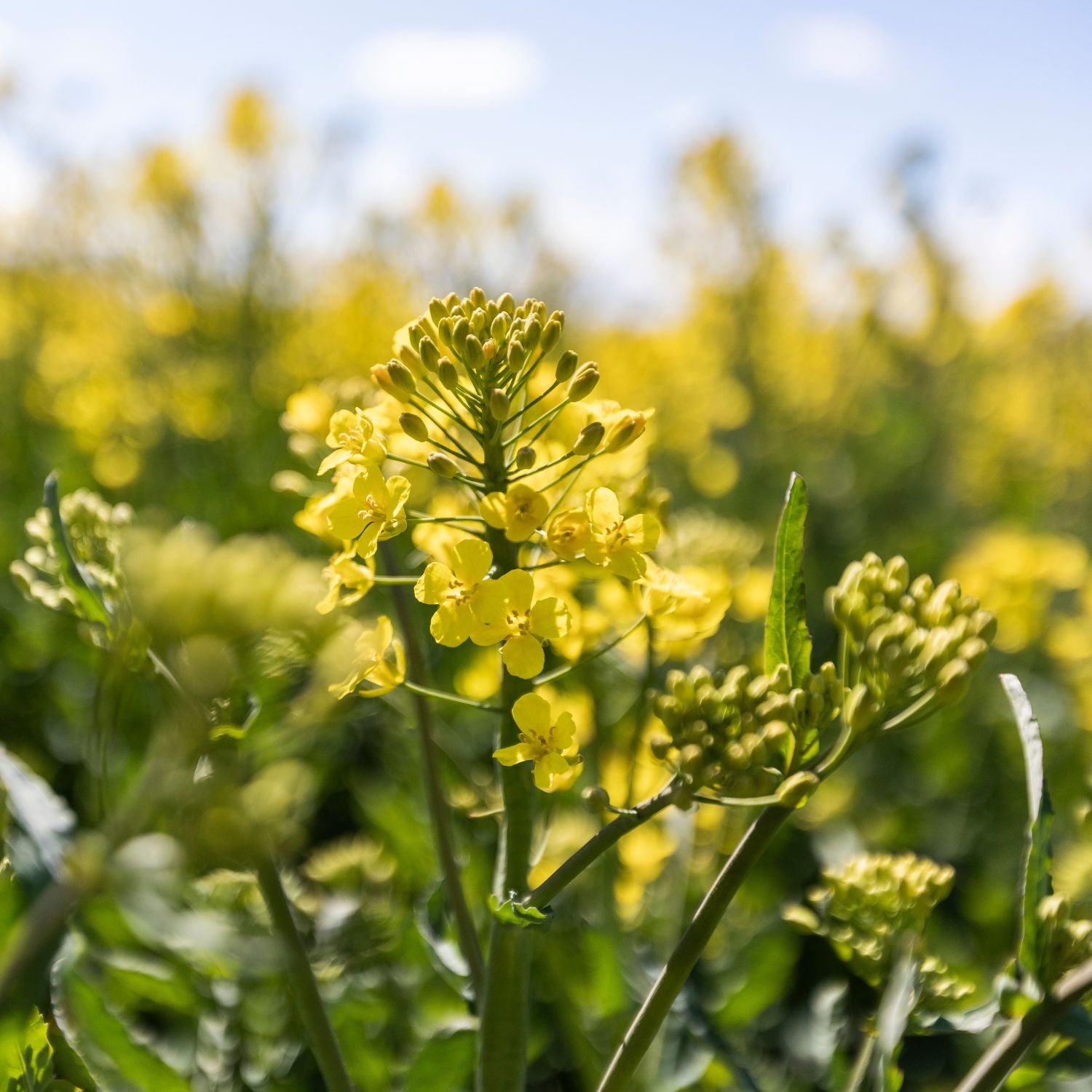 Närbild på blommande rapsplanta i Sverige med gula rapsblommor, naturlig råvara till Rapsodines produkter