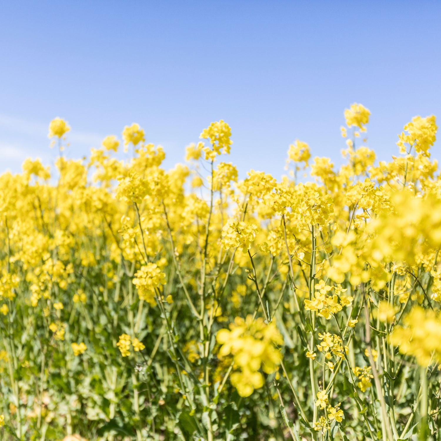 Blommande rapsfält i Sverige med gula rapsblommor, naturlig råvara till Rapsodines produkter